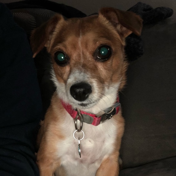 Meet your Posher, Francis - Picture 1 of 1